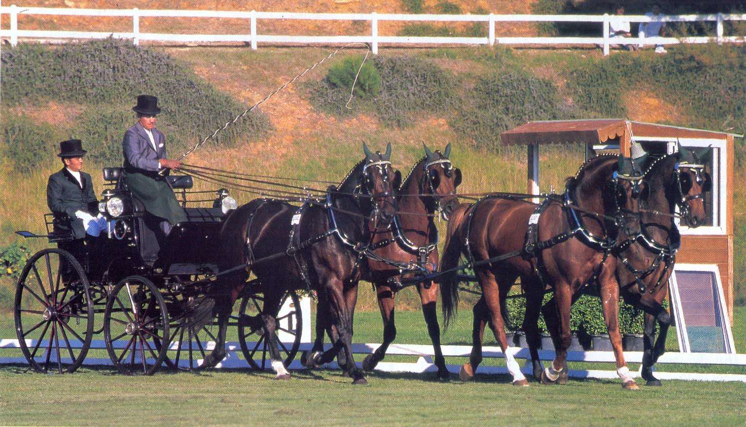 Four-in-hand carriage driving team